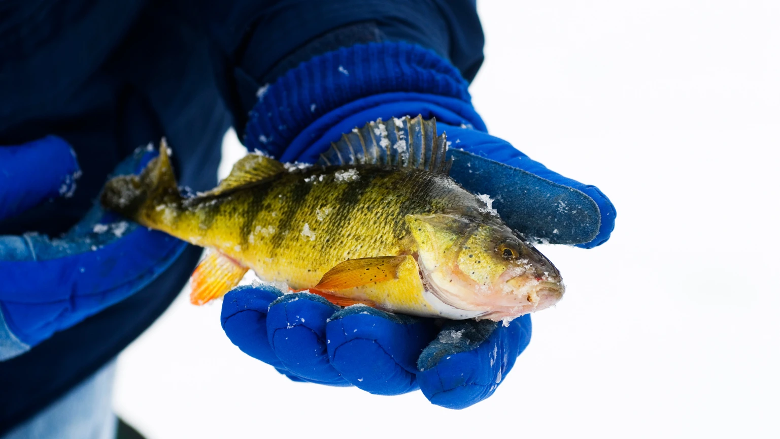 The Ethics of Handling Fish: The Role of Fishing Gloves - ReviewVexa.com