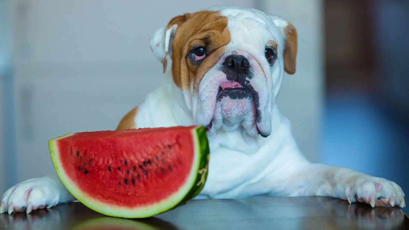 Can Dogs Eat Watermelon ReviewVexa.com