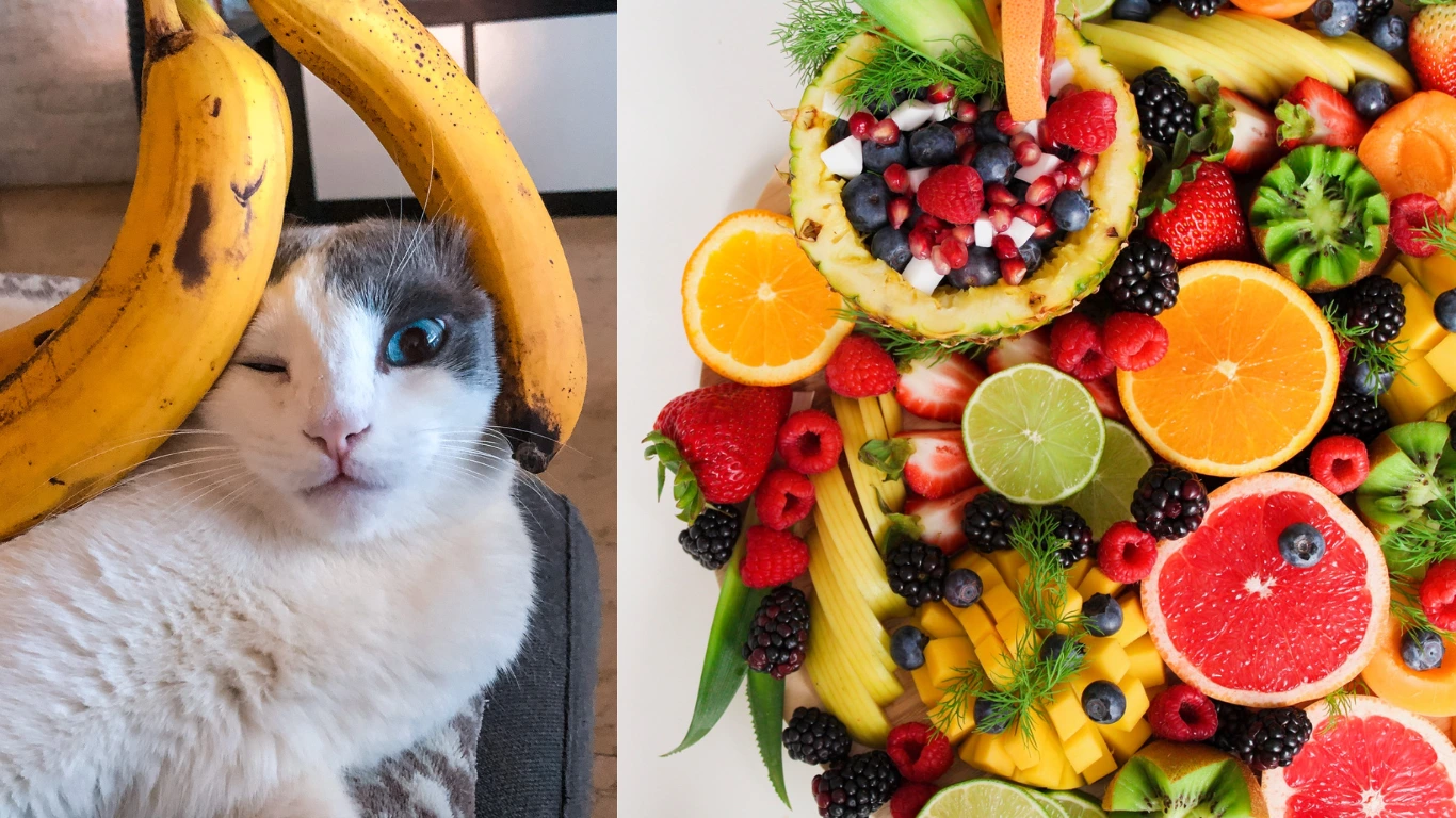Fruits for Cats-The Purr-fect Diet - ReviewVexa.com