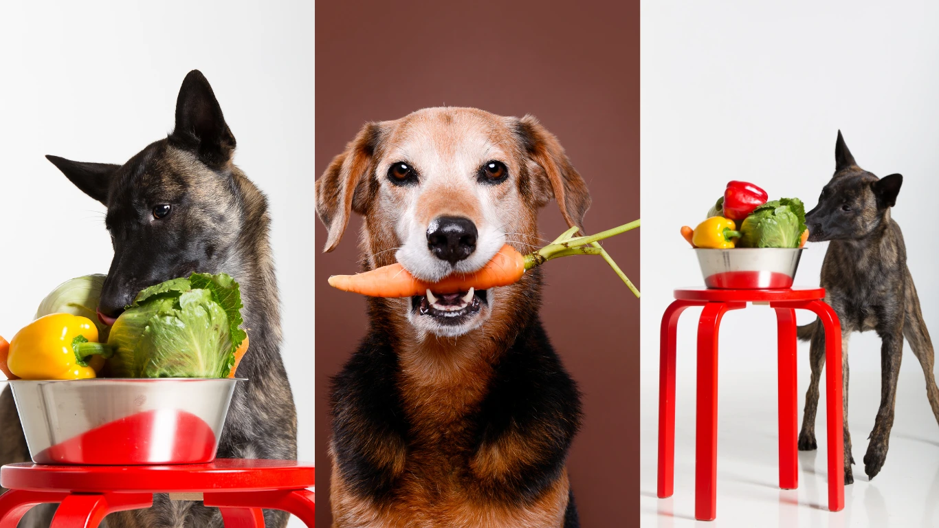 Paws Off Or Paws On Vegetables for Dogs - RevieVexa.com