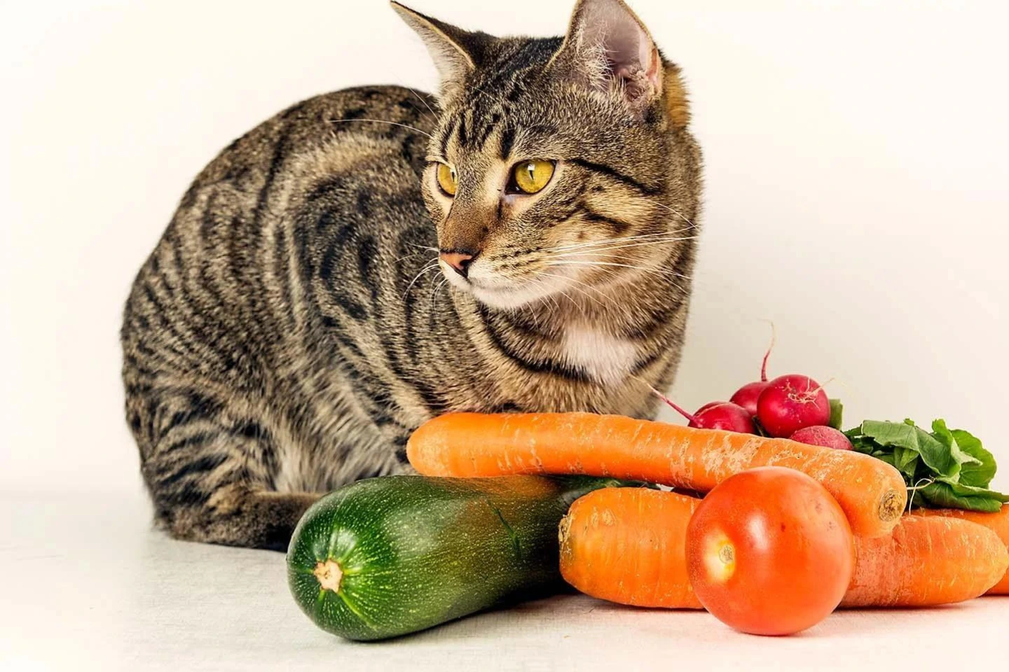 Vegetables for Cats – Whats Safe and Whats Not ReviewVexa.com